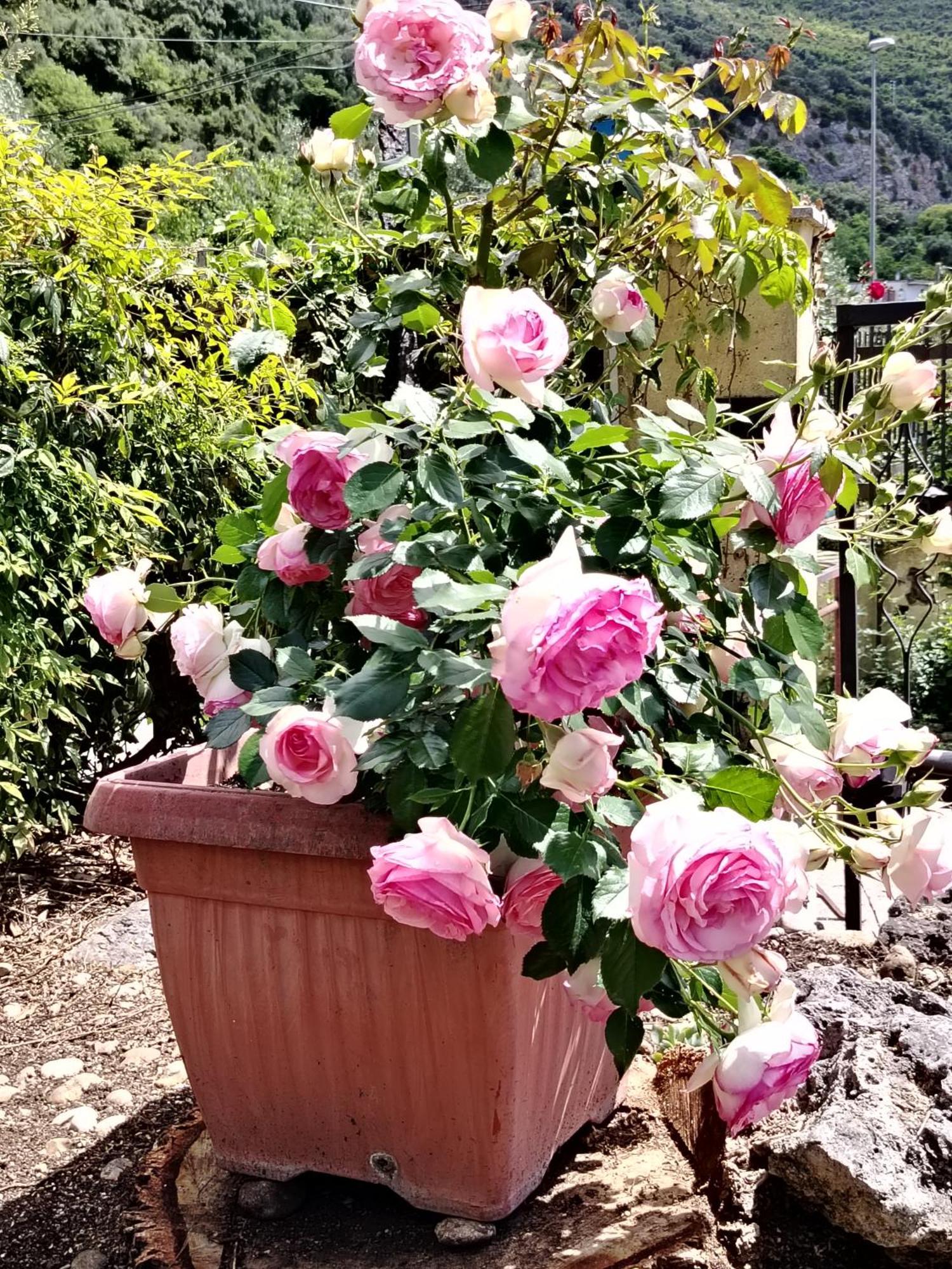 Guest House Romana Vecchia Monticchio  ภายนอก รูปภาพ